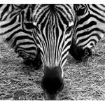 dáme hlavy dohromady ...