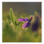 na voňavém koberci