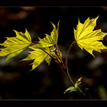 už jsme z puků venku !