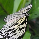 Černobílá klasika - aneb elegance po motýlím