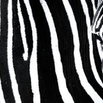 Optický klam by Equus grevyi