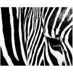 Optický klam by Equus grevyi - vol. 2