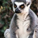 Lemur kata