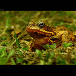 ...na jar...keď to začína žiť...