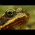 frog\'s profile...