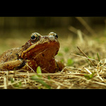 ...na jar...keď to začína žiť II...