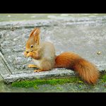 ...chrousty chroust...