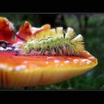 Na dezertu (pouze pro gurmány)