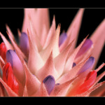 aechmea fasciata II