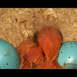 dve vajka a pankači