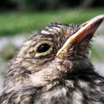 Jednou budu král.... možná...