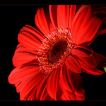 The Flower