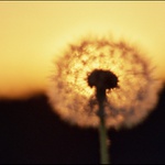 Západ za pampeliškou