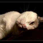 Modelka