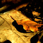 Jarní poezie na podzimní téma