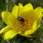 Nečakaná návšteva II