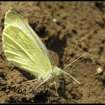 \"Kedy niečo vyrastie...?\"