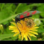 Vřetenuška čičorková