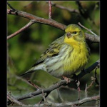 Zvonohlík zahradní