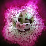 Láska i samota uprostřed květu