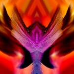 fénix