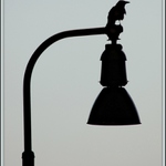 Pouličná lampa a jej hosť...