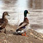 To je vám dneska vody pani, có?