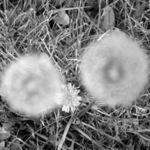 Jak jsem vytočil trávu