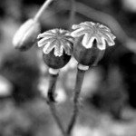 Námluvy makové panenky (aneb miluji tvé nohy do \"X\")