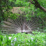 Páv v plnej parade :)