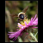 Včela s jasným názorem