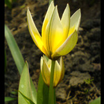 žlutý tulipán(mobil)