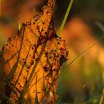 Panorama pro brouky 2