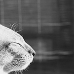 Oskar vítá slunce..