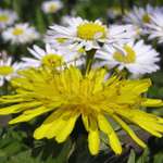 Která je hezčejší :-)