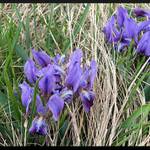 Kosatec (aspoň dofám :) )