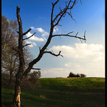 Uschlá třešeň zjara