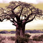 Baobab in dream
