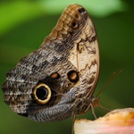 Motýl na pomaranči