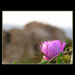 Dubnový rozkvět na Sardinii