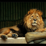 King of ZOO Liberec