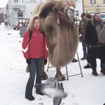 Flegmatik