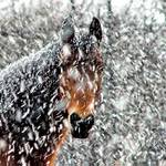 Krása a volnost jak vločky