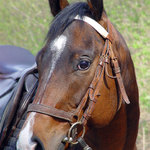 Portrét ušlechtilosti plnokrevníka...