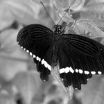 B&W Flyer