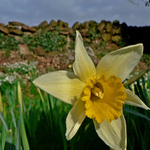 narcis v UK