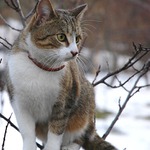 kočka na stromě