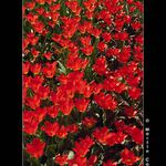 Jaro už dorazilo i k nám..