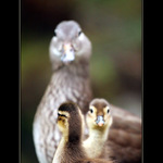 staci kdyz  \"cumi\"  dva ..