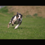 Počkej až Tě chytnu!